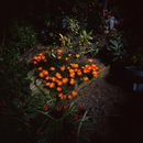 معرفی و راهنمای پرورش گیاهان زینتی - کارپوبروتوس ادولیس